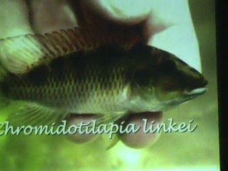 "Cameroun 2009" extraits Uwe Werner