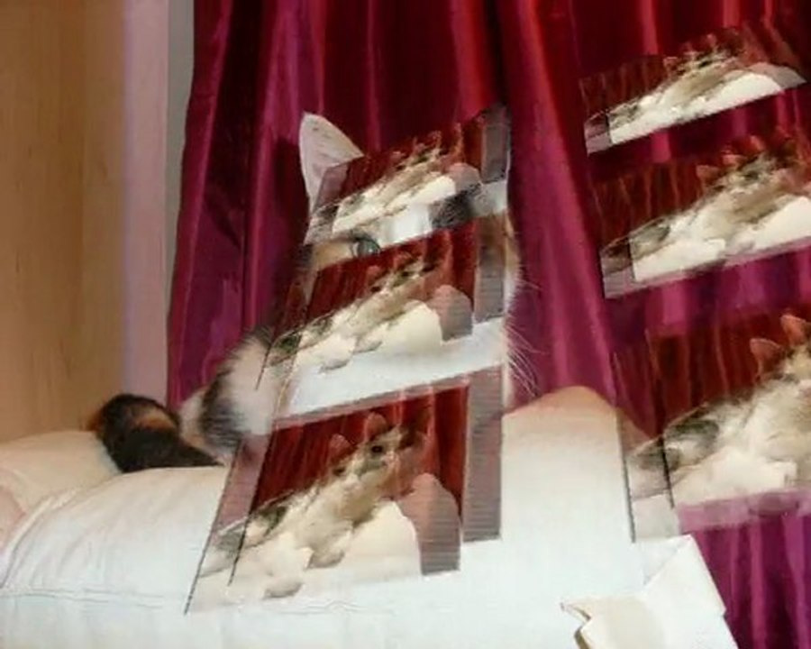 EXEMPLE DE DIAPORAMA