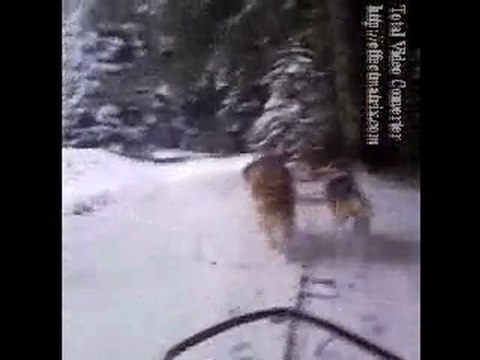 balade chiens de traineau 10.02.10