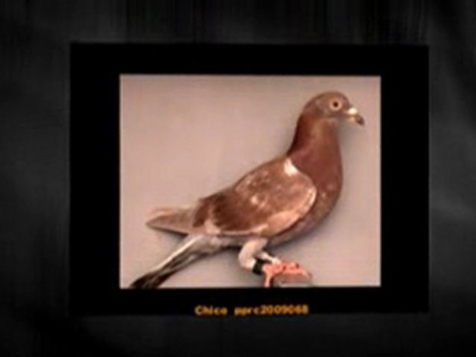 Pigeon Pals Racing Club Daily Results 204