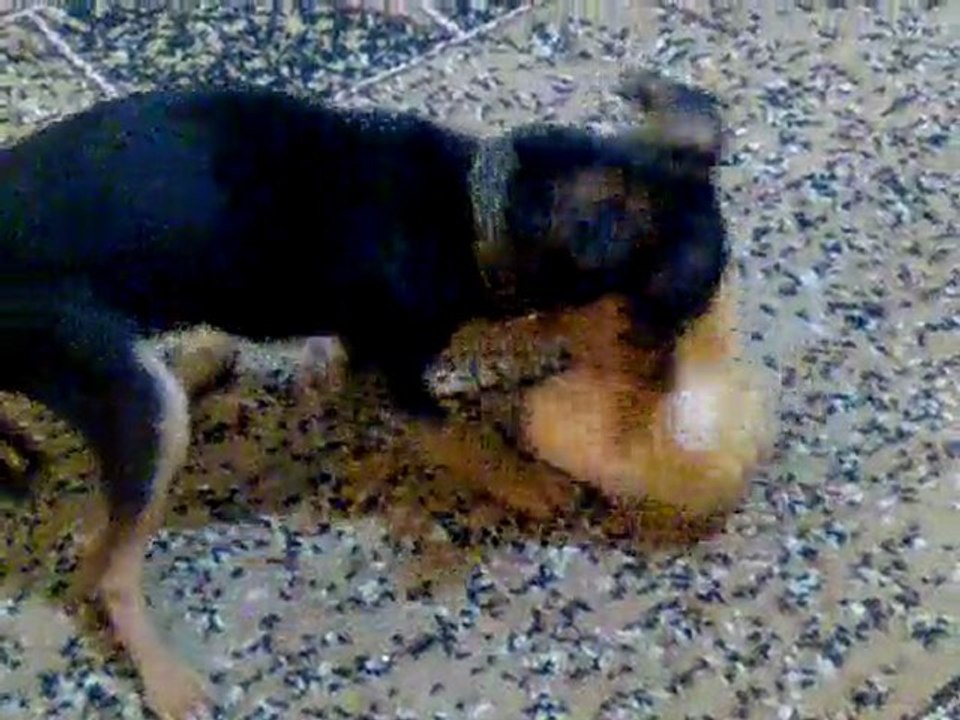 video005