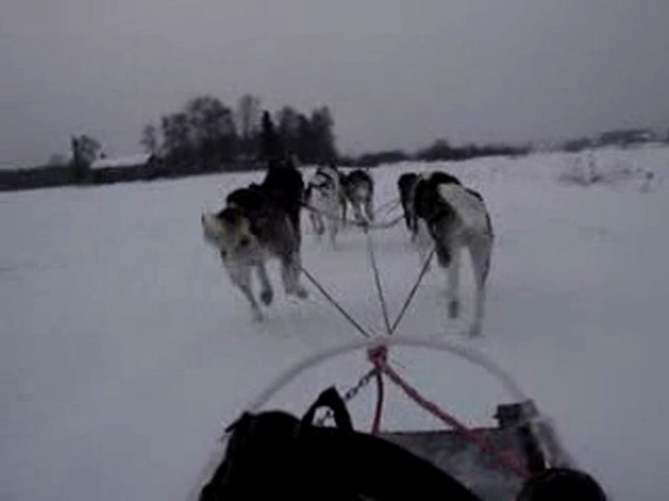 ballade en traineau à chiens