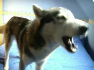 husky chante cigale