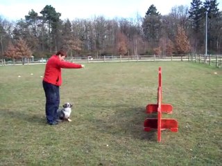 Dove entrainement obé 4