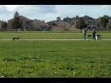 ASFA Lure Coursing