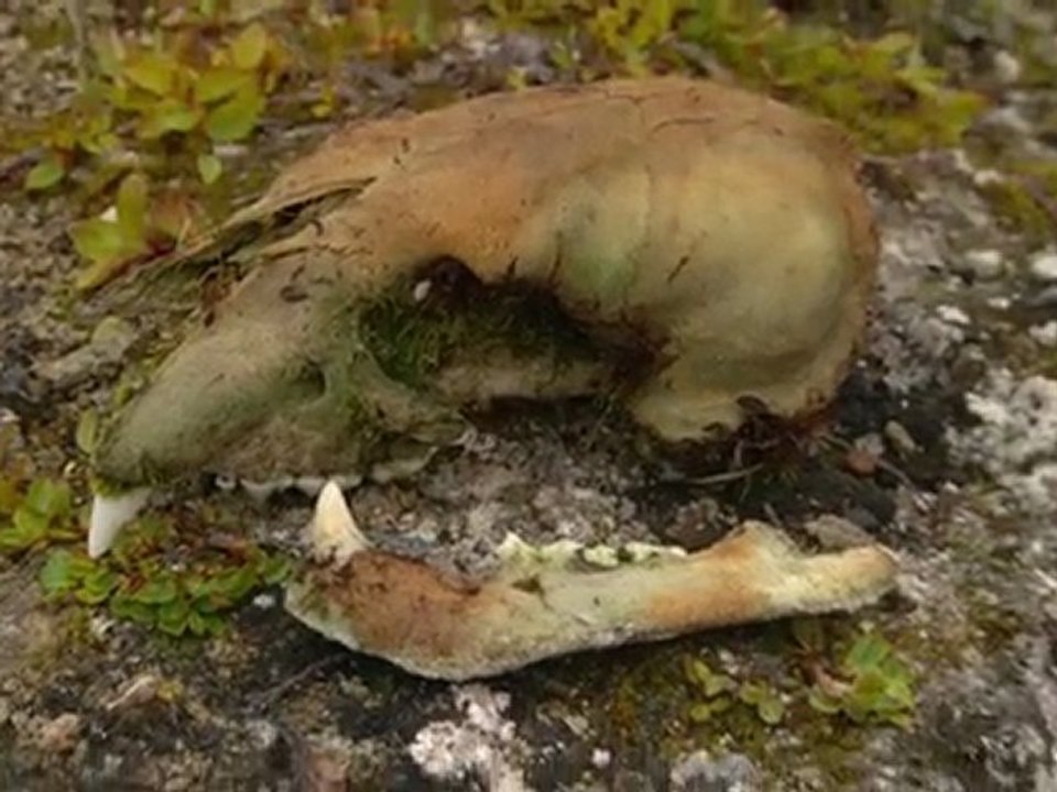 Arctic Polar Bears - Nunavut, Canada