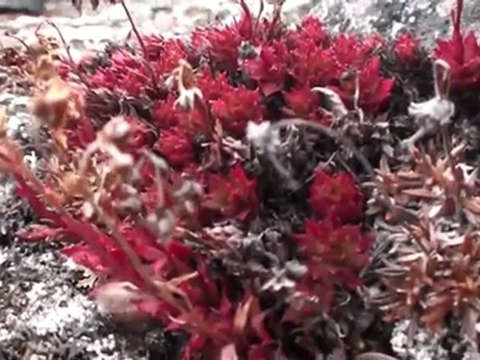 Arctic Willow Trees and Flowers - Nunavut, Canada