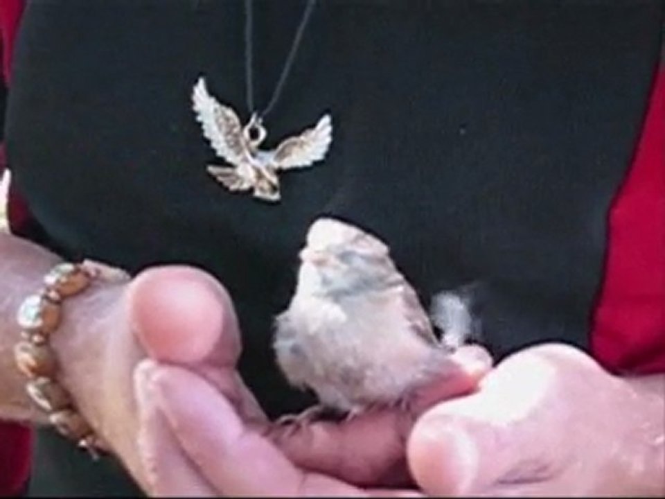 PMC-KR (Q) Pok Pok à Montréal