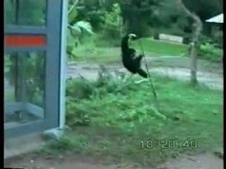 MAYMUN KÖPEĞİN KUYRUĞUNU ÇEKERSE