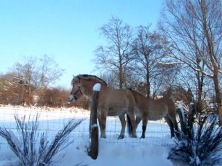 mes voisins ce matin