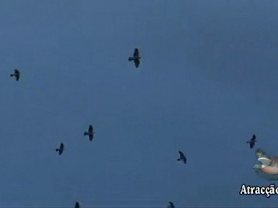 Tirada de Paloma Torcaz Extremadura-Portugal Parte 3