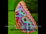 butterfly subtitled spanish