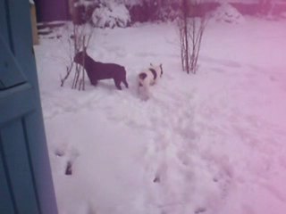 cachou et daytun dans la neige ce matin...