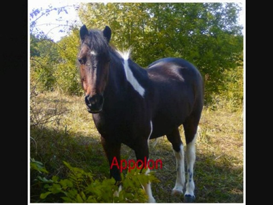chevaux de Brienne