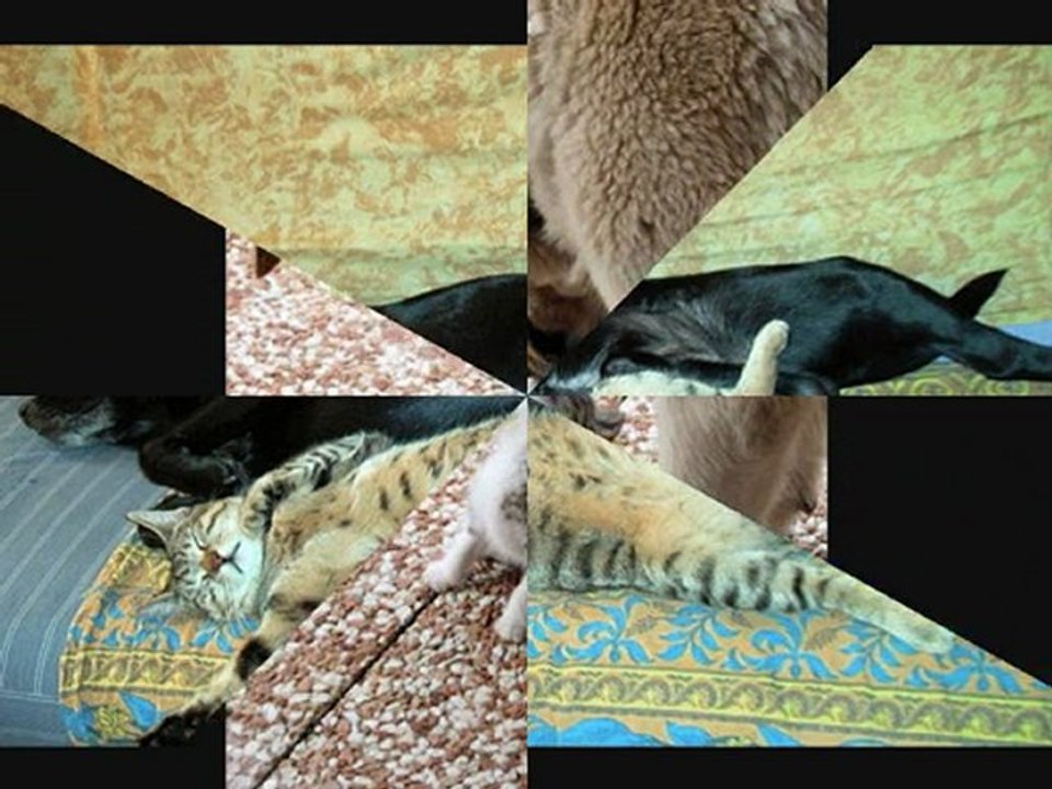 chats chiens rigolos