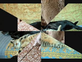 chats chiens rigolos