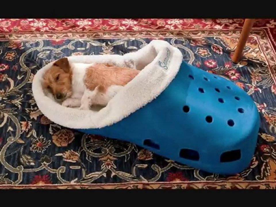 The Ever Changing Dog Basket