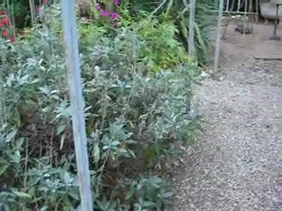 Aribo & Coulis -jardin-