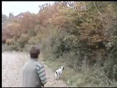 Keklik Avı Seterle keklik avı