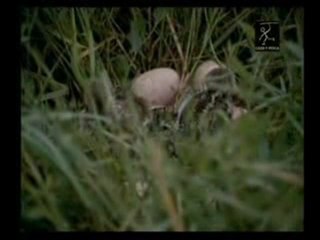 Keklik keklik görüntüleri