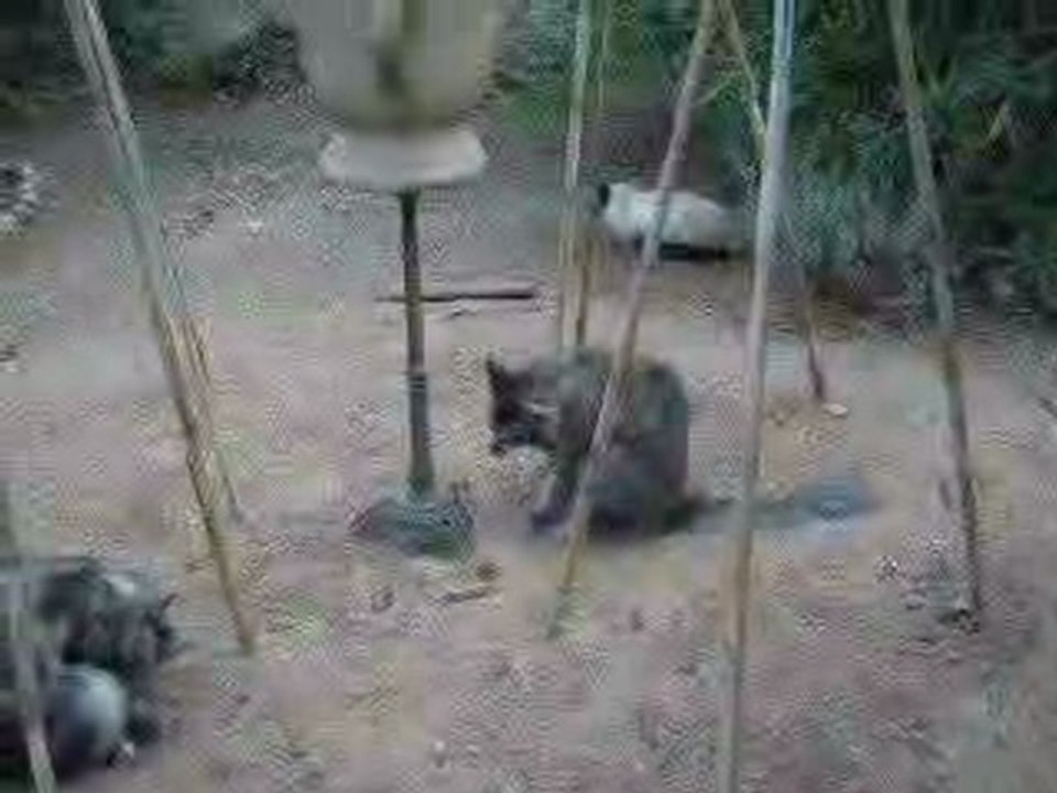 Balkan, Coulis & Aribo -jardin-