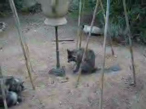 Balkan, Coulis & Aribo -jardin-