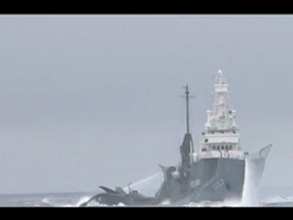 L'Ady Gil éperonné par le Shonan Maru II