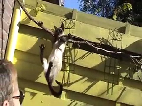 LES CHATS PITRES DU CHATEAU