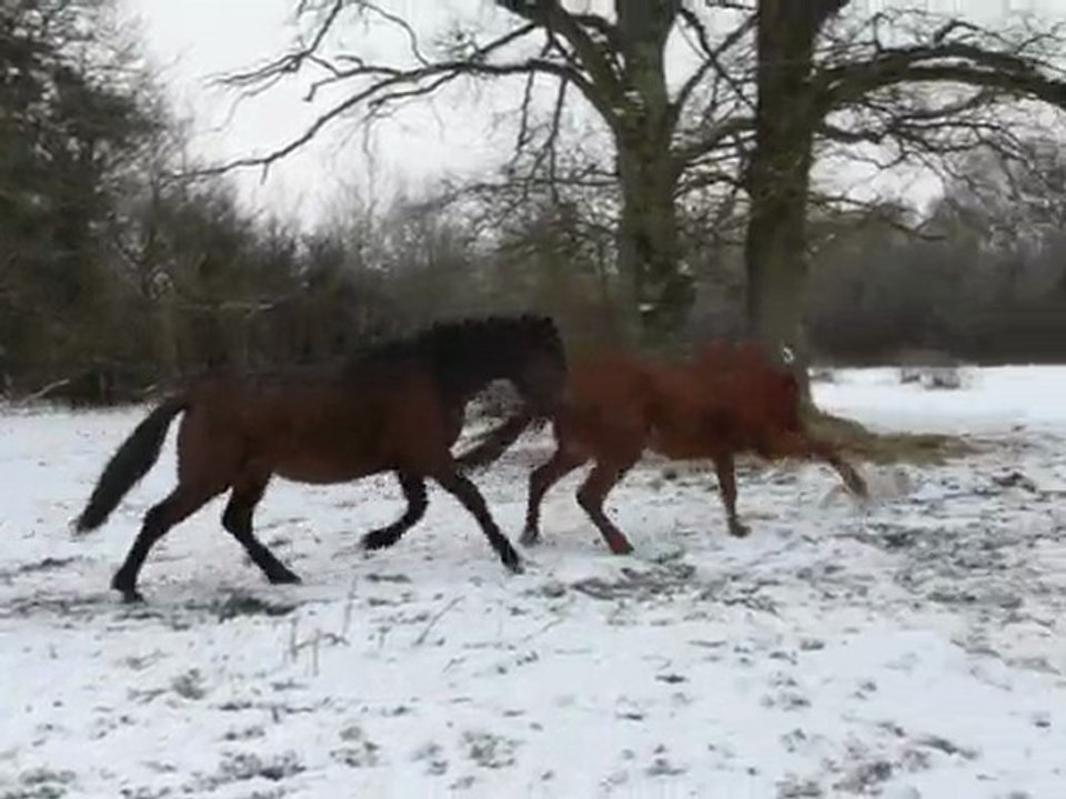 jeu shiffoumi et unsolyt dans la neire 11-02-10