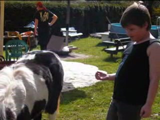 LES CHEVAUX LES PONEYS ET VUES DE HERCHENBACH