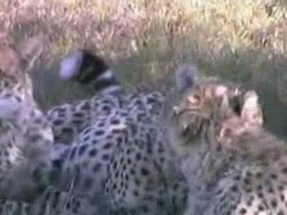 Afrique du Sud 2 - 10