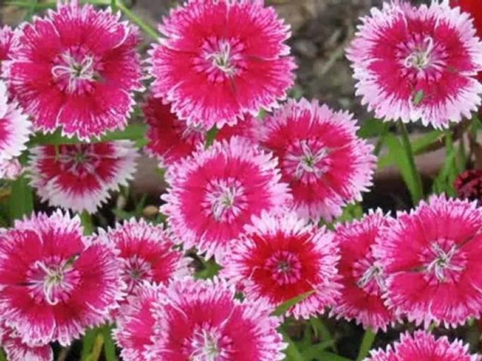 Oeillets