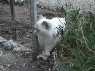 Akita -jardin-