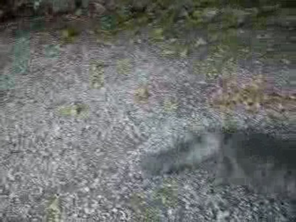 Aribo & Balkan -jardin-