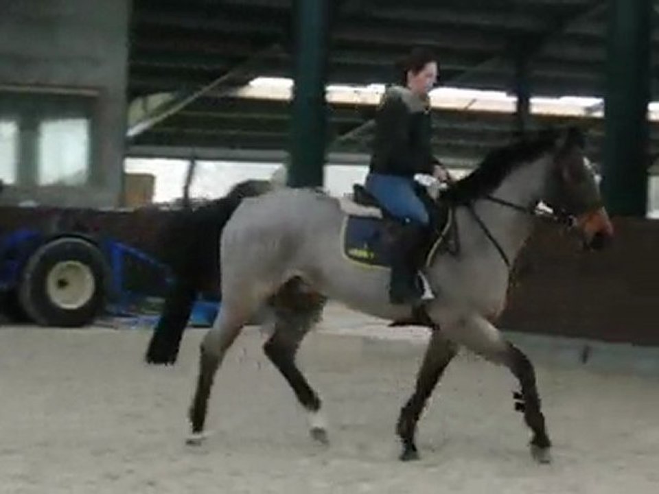 Hongre 4 ans au trot monté