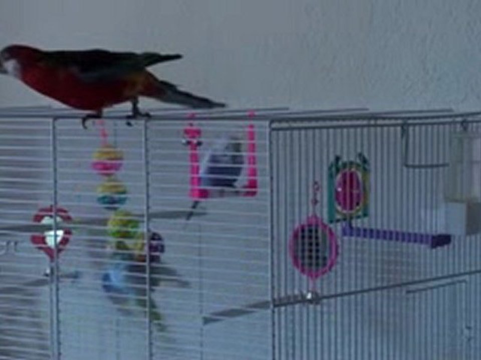 c'est têtu une omnicolore