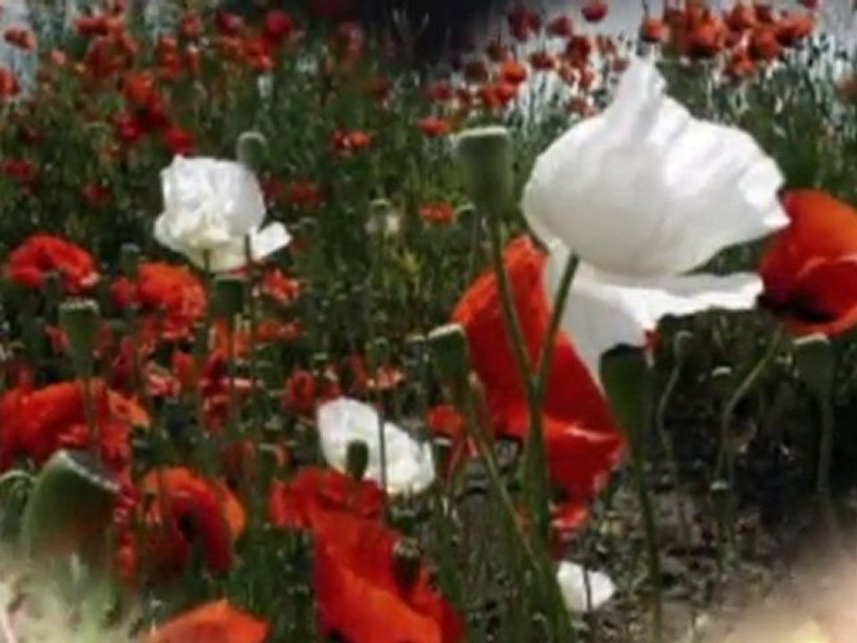 ah benim sevdalı başım