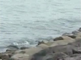 Cormorant - Salmiya, Kuwait - Feb 2010