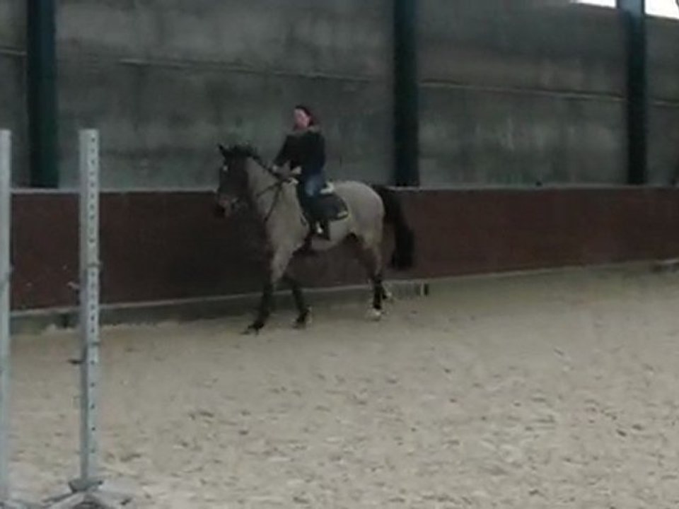 hongre 4 ans saut monté