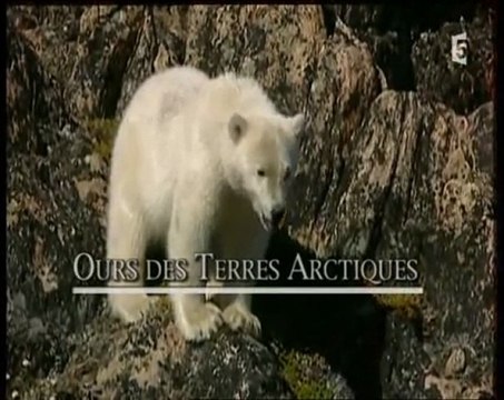 ours des terres arctiques (1)