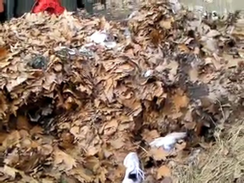 les feuilles mortes