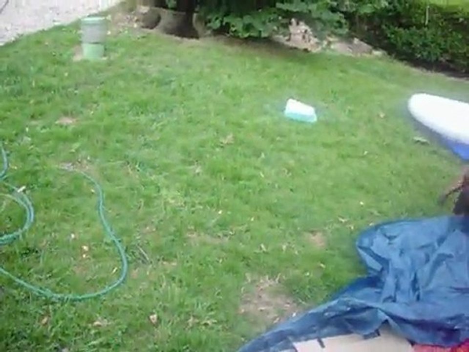 (staffi vs malinois)