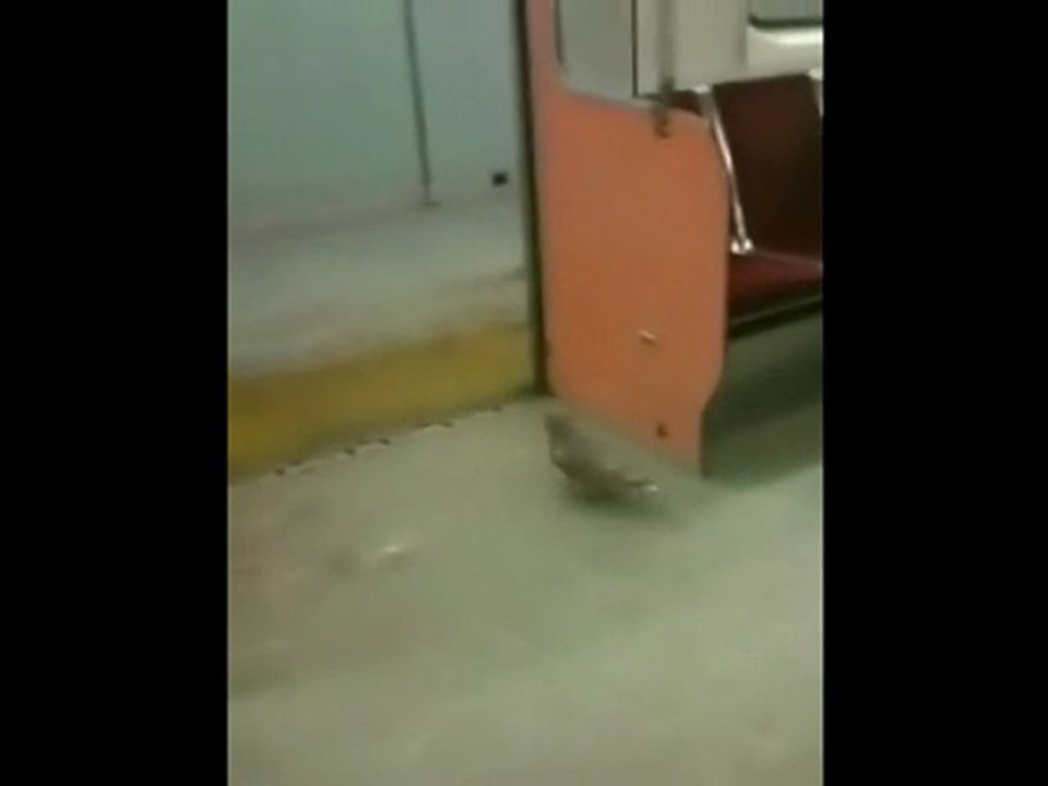 un pigeon voyage en metro