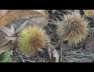 Piano In Praise - Hybrid Songs  - Wnde Lins