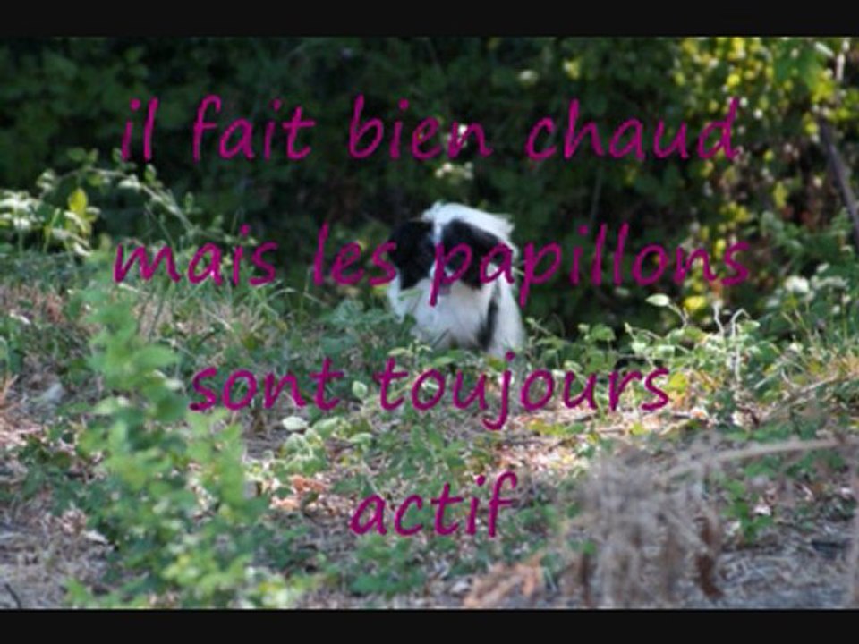 l'année 2009 des epagneuls papillons des iles butterfly