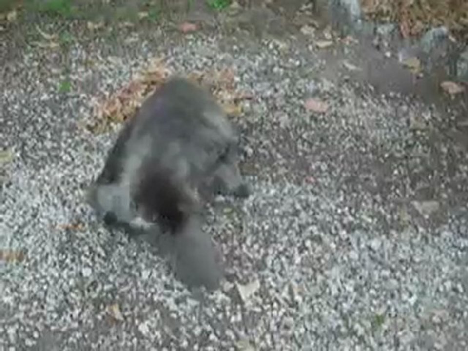 Aribo & Balkan -jardin-