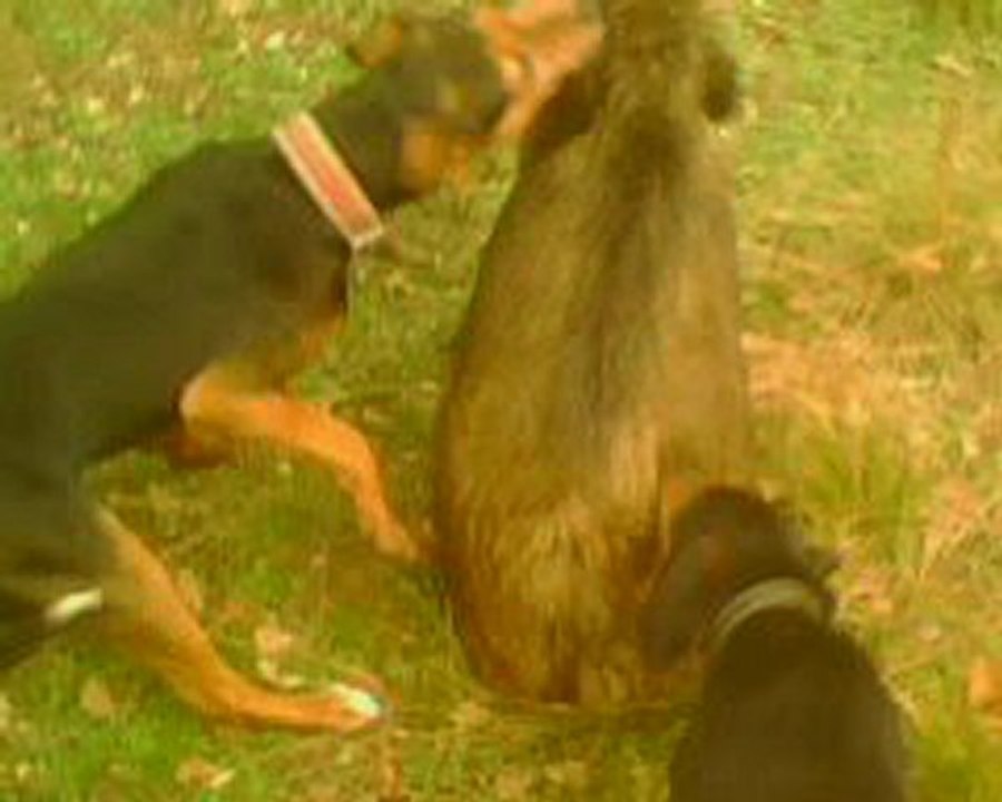 efehunter35 domuz avımızdan...