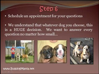 English Bulldog Puppies For Sale