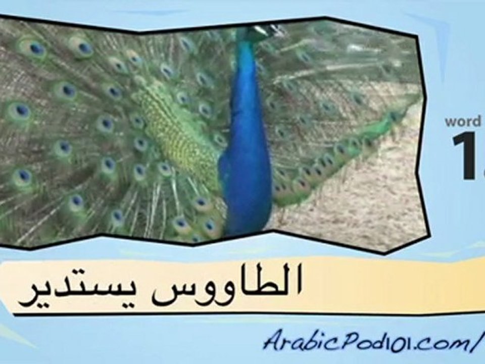 Learn Arabic - Learn with Arabic Bird Videos