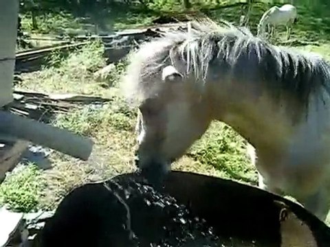 Nougat, Tornado & Félicia ♥